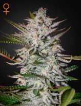 Green House Seeds Holy Punch