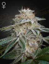 Green House Seeds Super Lemon Haze x GMO