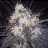 Greenpoint Seeds Black Gold