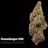 Greenpoint Seeds Gunslinger