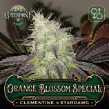 Greenpoint Seeds Orange Blossom Special