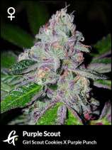 Greenpoint Seeds Purple Scout