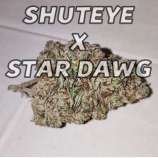 Greenpoint Seeds Shuteye x Star Dawg