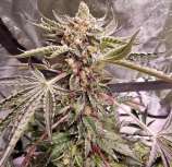 Grow Today Genetics Tree of Might