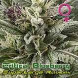 Growers Choice Superlarge Critical Blueberry Autoflowering