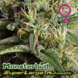 Growers Choice Superlarge Monsterbud Autoflowering