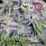 Growers Choice Superlarge Silver Haze Autoflowering
