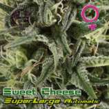 Growers Choice Superlarge Sweet Cheese Autoflowering