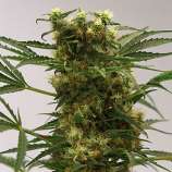 Big Bud (Growi Seeds Amsterdam) :: Cannabis Strain Info