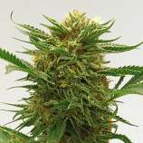 Growi Seeds Amsterdam K2