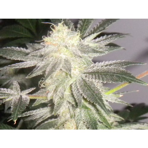 Mikado (Hazeman Seeds) :: Cannabis Strain Info