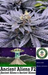 Heart & Soil Seeds Ancient Aliens