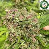 Heart & Soil Seeds Chem con Leche