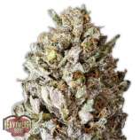 Heavyweight Seeds Diesel Drift