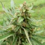 Helvetic Seeds NLX x Purpurea 09