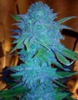 Hempire Seeds co. Blue Bud