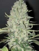 Hempire Seeds co. Critical Mass