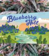 Herbies Seeds Blueberry Hill