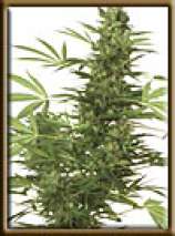 High Quality Seeds Four Way Specials