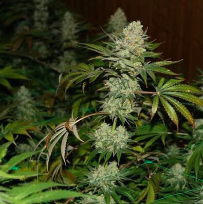 The Punisher (Holy Seeds Bank) :: Cannabis Strain Info