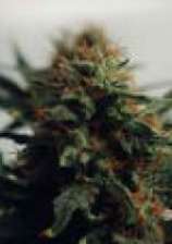 Homegrown Fantaseeds Jah Herer