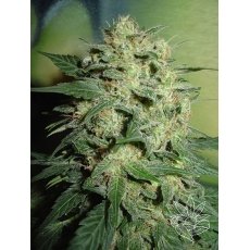 Northern Light Auto (Homegrown Fantaseeds) :: Cannabis Strain Info