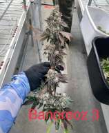 Honey Sticks Genetics Banoreoz