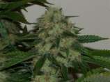 House of Funk Genetics Polar Dawg