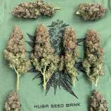 Huba Seed Bank Northern Light Auto