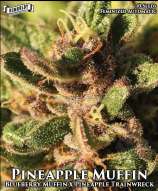 Humboldt Seed Company Pineapple Muffin Auto