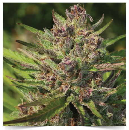 Purple Panty Dropper (Humboldt Seed Company) :: Cannabis Strain Info