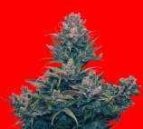 Hypno Seeds Hazenberg AM Auto