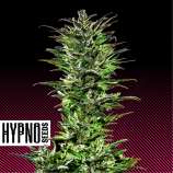 Hypno Seeds Juicy Pussy