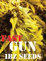 IBZ Seeds Fast Gun