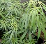 Indian Landrace Exchange Assam Hash Plant