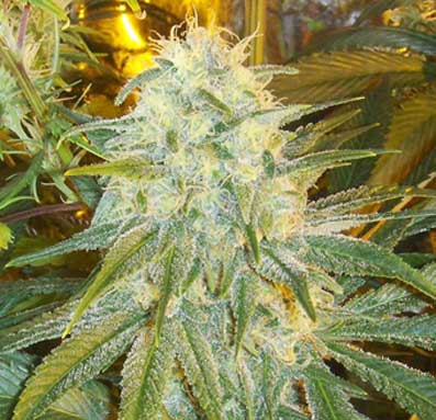 Orange Diesel (Insane Seed Posse) :: Cannabis Strain Info