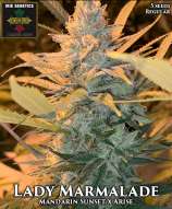 Irie Genetics Lady Marmalade