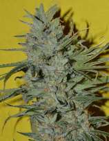 Irie Genetics Sonic Boom