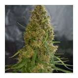 Jah Light (Jah Seeds) :: Cannabis Strain Info