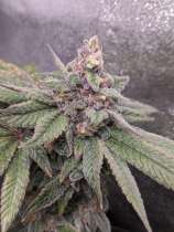 Jinxproof Genetics Sativa Scream