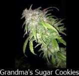 Johnston's Genetics Grandma's Sugar Cookies