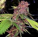 Joint Custody Seed Co Fairy Dust