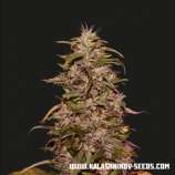 Kalashnikov Seeds Big Altai Sativa Express