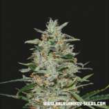 Kalashnikov Seeds White Russian OG