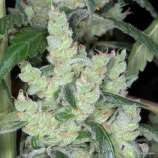 Kaliman Seeds Marley's Cheese