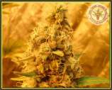 Kali's Fruitful Cannabis Seeds Jack Mist Tree