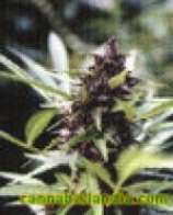 Kannabia Seeds Purple Queen
