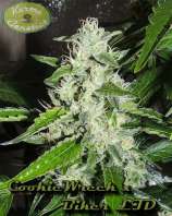 Karma Genetics CookieWreck x Biker