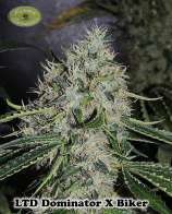 Karma Genetics Dominator x Biker