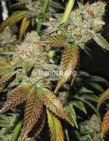 Karma Genetics Skullcap